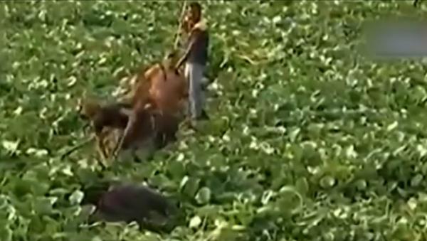 Un pui de elefant a fost salvat de la înec, după ce a căzut într-un lac acoperit de zambile de apă