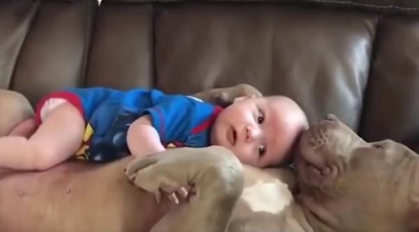 Prezenţa unui animal în viaţa unui copil îl va ajuta pe cel mic să se dezvolte mai armonios (Video)