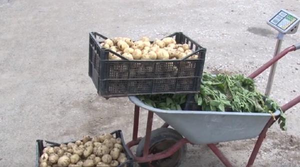 Este cea mai scumpă primăvară din ultimii ani. Cartofii au ajuns mâncare de lux