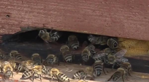 Un bărbat din Vaslui a murit după ce a fost înţepat de un roi de albine furioase (Video)