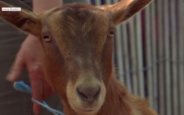 Autorităţile din New York au adus capre la păscut în parc pentru a scăpa de buruieni