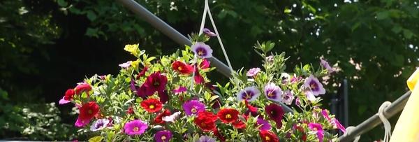 Noile tendinţe în moda plantelor de balcon