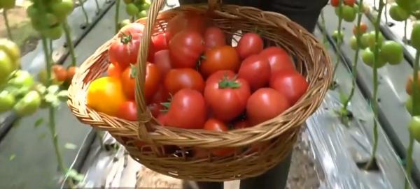 Ministerul Agriculturii ajută legumicultorii să scoată primele roşii