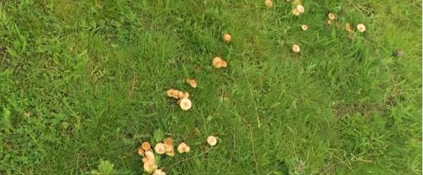 Şapte arădeni internaţi în stare gravă. Au cules ciuperci otrăvitoare