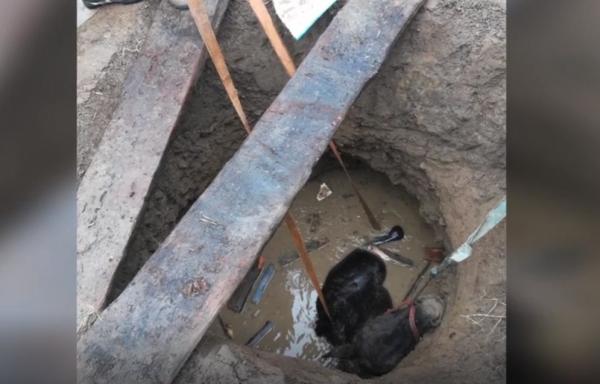 Misiune contracronometru pentru salvarea unui cal căzut într-o groapă adâncă (Video)