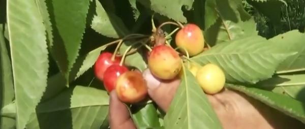 Producătorii de cireşe calculează pierderile produse de ploi
