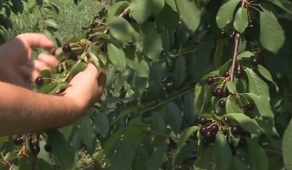 Cireşele amare, la mare căutare în acest sezon