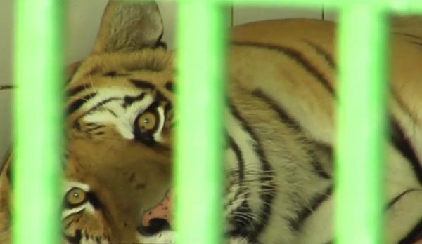 Tigroaica Bagheera s-a îmbolnăvit, misiune de salvare contracronometru la Grădina Zoologică din Galaţi