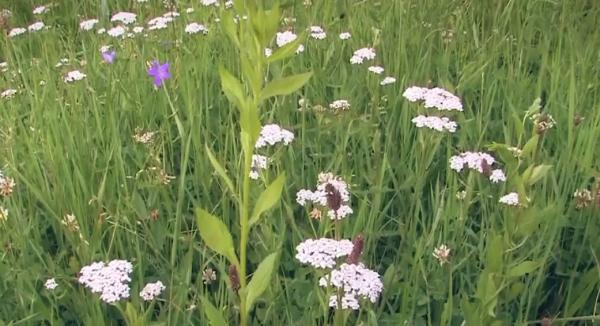 Din ce în ce mai mulţi agricultori renunţă la culturile tradiţionale, în favoarea celor de plante medicinale