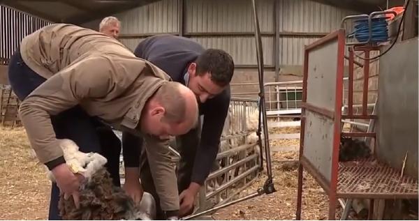 Prinţul William şi ducesa Kate, filmați când tund şi mulg oi (Video)