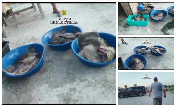 Imagine dezolantă pe litoral. 218 kilograme de calcan, confiscate de la braconieri (Video)