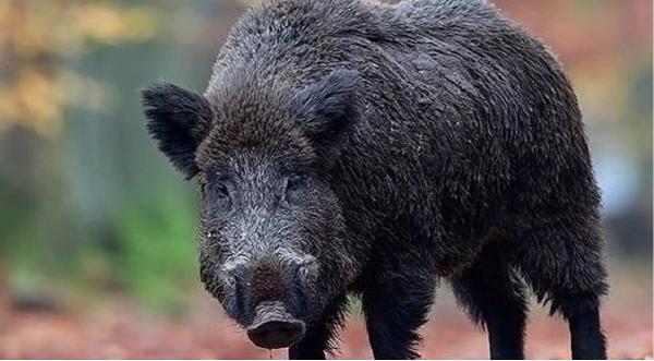 Porc mistreţ surprins la plimbare pe o stradă din Bucureşti (Video)