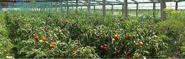 Importurile de roşii au crescut, deşi fermierii primesc subvenţii pentru a cultiva mai multe legume