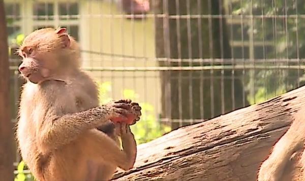 Regim de caniculă pentru animalele din Grădina Zoologică din Târgu Mureş (Video