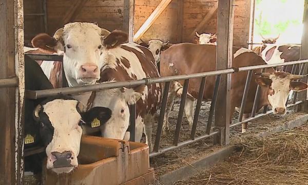 Bălțata românească, sărbătorită la un festival la Târgu Mureș