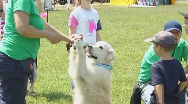 Peste 500 de câini au fost vedetele show-ului canin din București