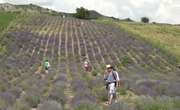 Lavanda, motiv de festival într-un sat din Harghita (Video)