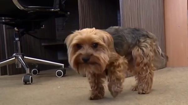 Angajaţii unei televiziuni din Ucraina au venit cu patrupezii la serviciu (Video)