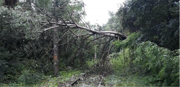 Pasageri lăsaţi de trenuri în câmp sau pădure, după ce copacii căzuţi au distrus calea ferată (Video)