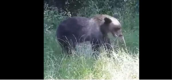 Fetiţă încurajată de tatăl ei să hrănească un urs din palmă, în Argeş