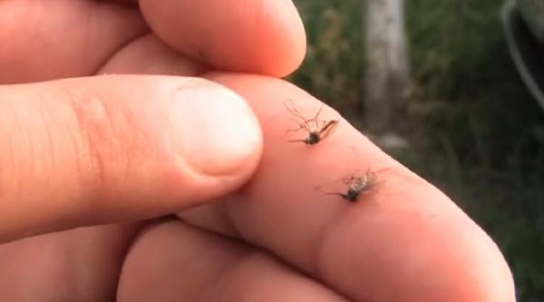 Tânţarii sunt în continuare coşmarul verii. Cinci specii noi, periculoase, au apărut în România