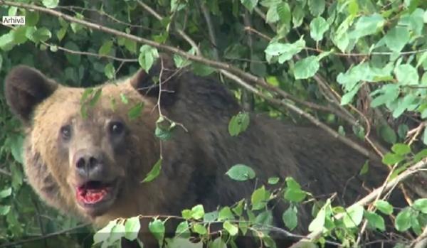 Un jandarm montan din Suceava a îmuşcat un urs, ca să îşi slaveze colegul atacat de animal