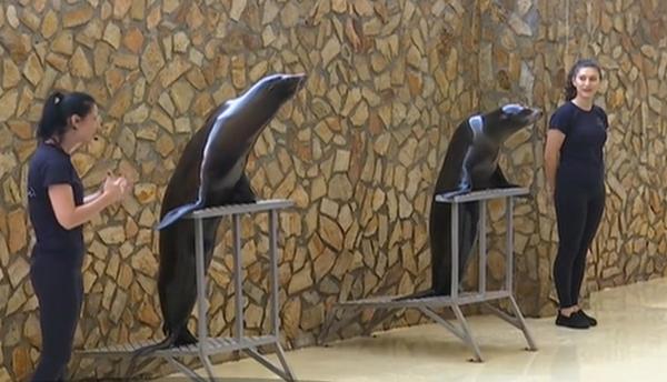 Primul pui de leu de mare născut în captivitate în România a fost prezentat publicului la Constanţa