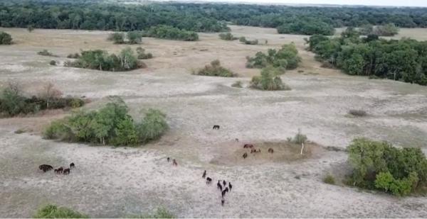 Pădurea Letea, din Delta Dunării, are noi reguli de vizitare