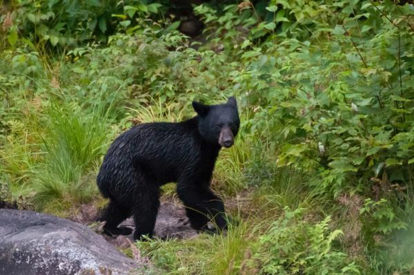 Ursul apărut în Alba Iulia a provocat alertă în oraș