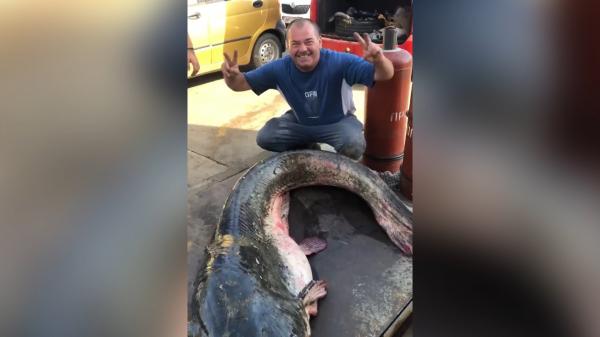 Un pescar din Satu Mare a prins un somn de 75 kg și 2 metri jumătate