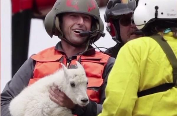 Zeci de capre, mutate cu elicopterul dintr-un parc naţional din Washington