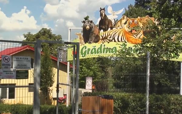 Alertă de pestă porcină la grădina zoologică din Galaţi, din cauza mistreților