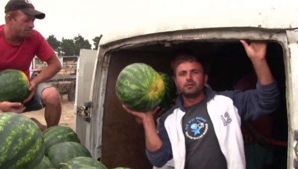 Vremea a dat peste cap planurile proprietarilor de bostănării din Dăbuleni