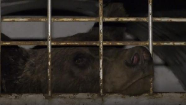 Urși periculoși, prinși și duși înapoi în pădure