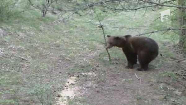 Turist atacat de o ursoaică în Predeal. Bărbatul a scăpat după o luptă cu animalul sălbatic