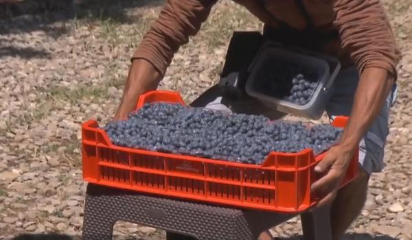 Afinele sunt tot mai cultivate în România, dar în magazine găsim mai mult din import