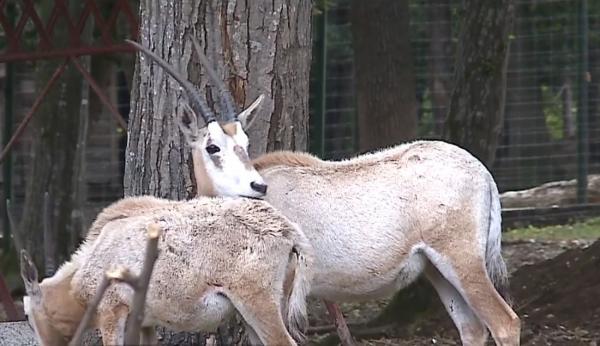 Grădina Zoologică din Târgu Mureş, plină zilnic de tineri voluntari
