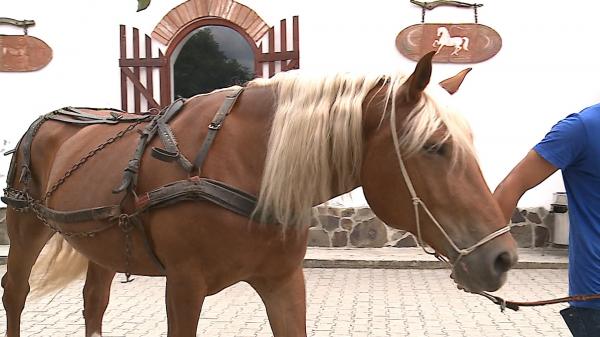 Caii, atracția turiștilor în Mureș, lângă Sighișoara