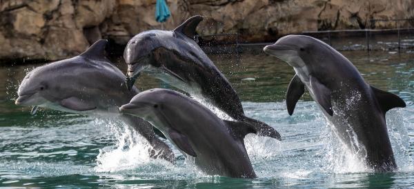 Peste o sută de delfini, surprinşi oferind un spectacol deosebit în SUA