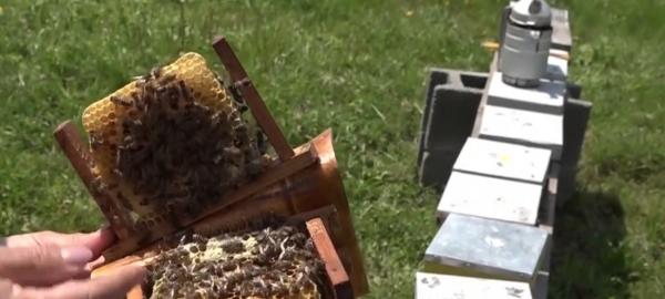 Mierea de albine, cea mai gravă criză din ultimele trei decenii