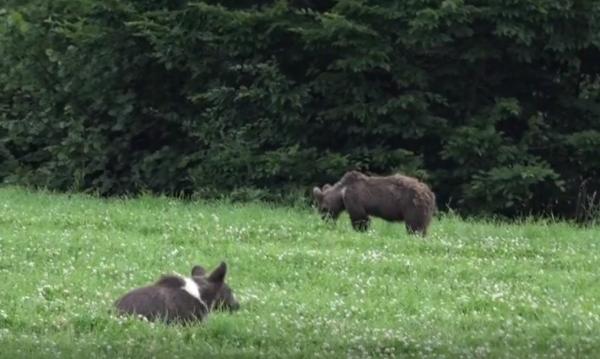 De frica urşilor, prefectul de Argeş vrea să monteze garduri electrice la marginea localităţilor