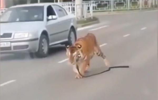 Un tigru a ieşit din maşina proprietarului său şi a început să se plimbe printre autoturisme, în Rusia