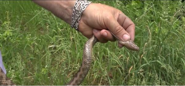 Alertă în mai multe judeţe, din cauza atacurilor unor vipere