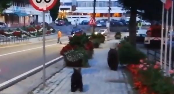 O ursoaică a ieşit la plimbare prin centrul oraşului Tuşnad