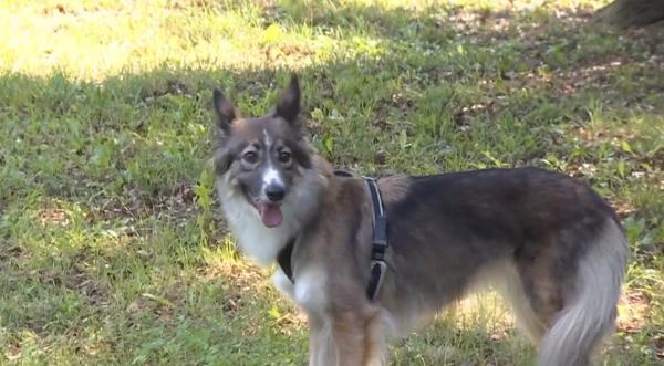 Sterilizarea câinilor fără pedigree, gratuită. Omiterea duce la amenzi