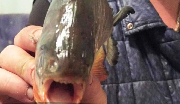 Un pescar din Baia Mare a găsit peşti care păreau din specia Piranha