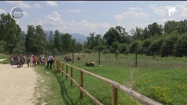Sanctuar pentru urşi şi amenzi uriaşe pentru cei care îi hrănesc ilegal