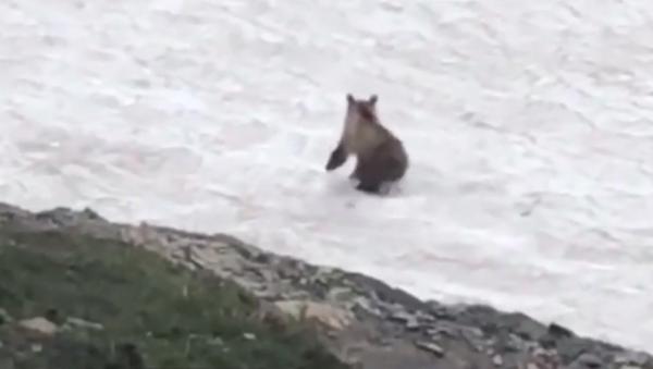 Imagini amuzante cu un urs care aleargă vesel şi alunecă pe zăpadă într-un parc din statul Montana