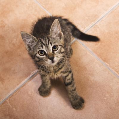 Unde îţi poţi lăsa animalul de companie când pleci în vacanţă