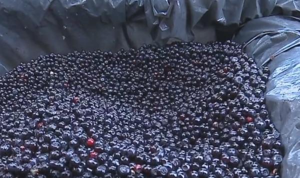 Pădurile României au multe afine, dar culegătorii sunt puțini